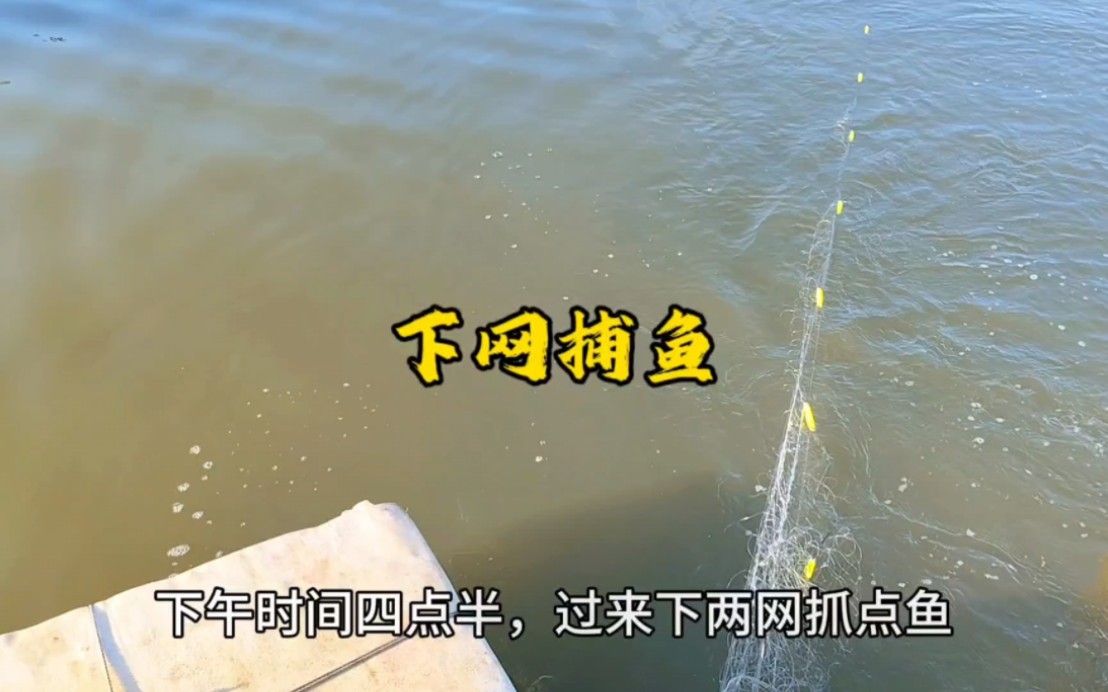 下網捕魚:還是下午的魚好抓,網到魚都成串了