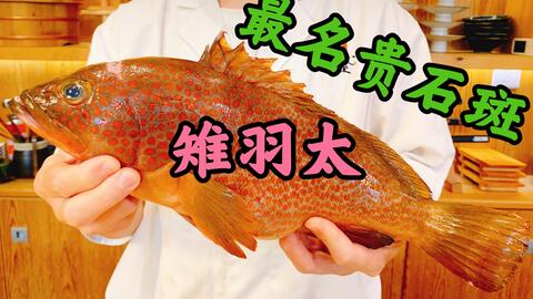 夏季高级食材 中国沿海最名贵的赤点石斑鱼是智商税还是物有所值 红斑全鱼宴详细讲解 哔哩哔哩