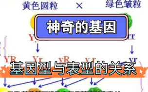 下载视频: 神奇的基因 基因型与表型的关系