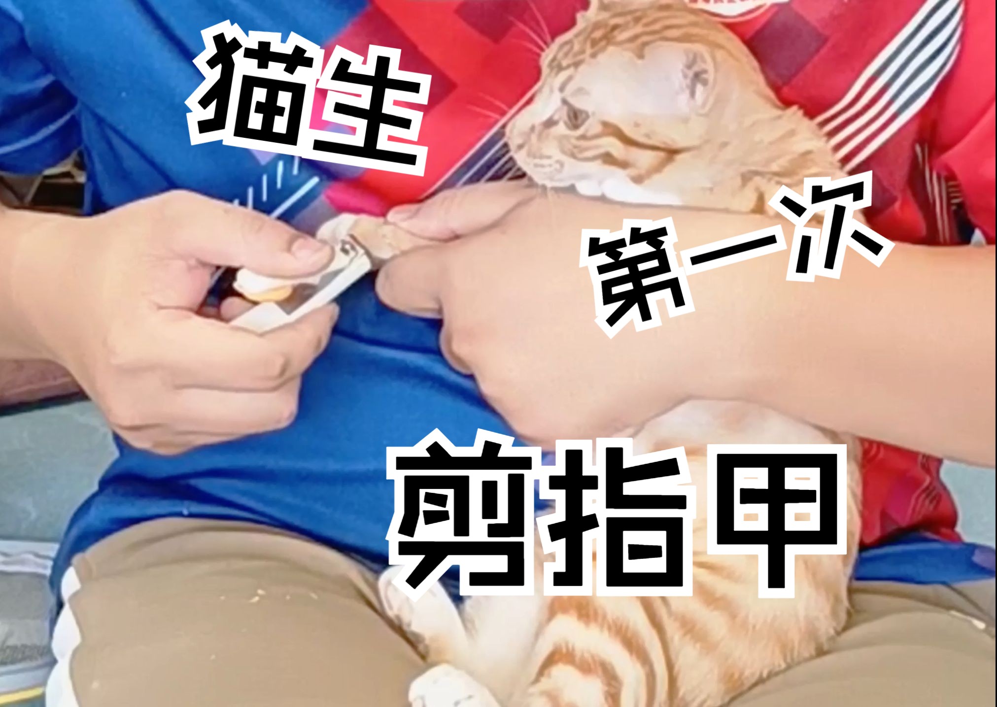 猫生第一次剪指甲