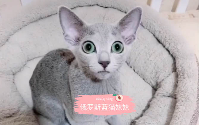 【俄罗斯蓝猫】俄罗斯蓝猫小妹妹的日常哔哩哔哩bilibili