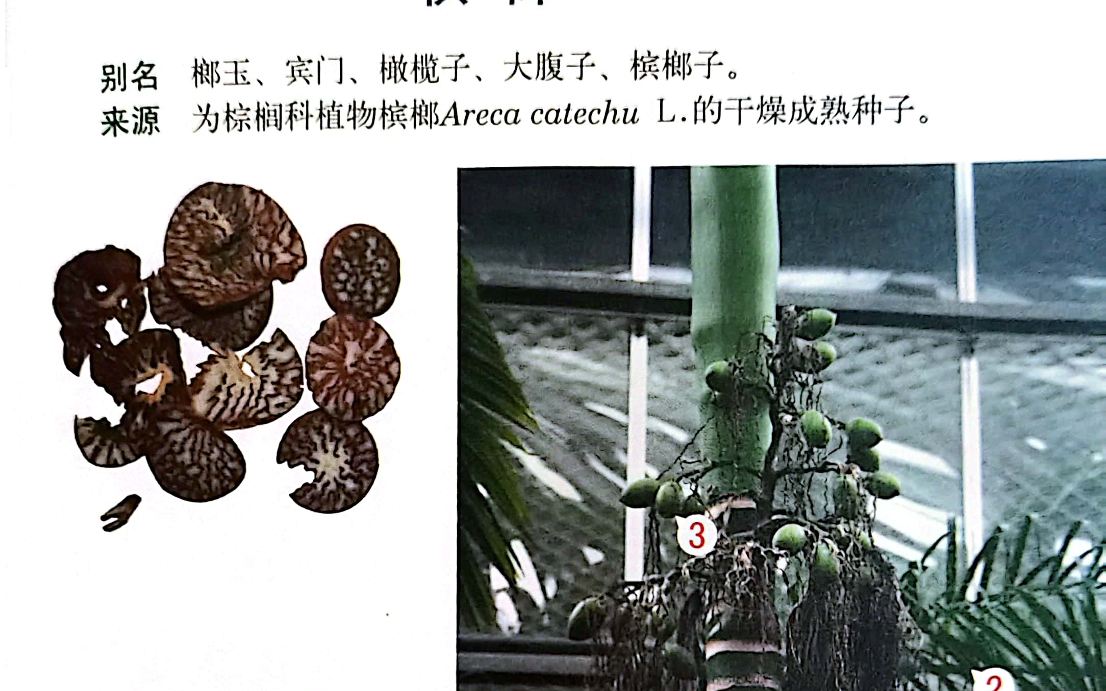 中医药之对药,大腹皮,槟榔