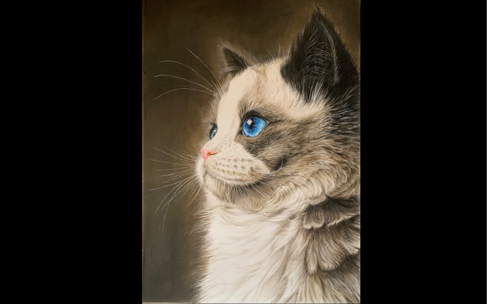 【彩铅手绘】布偶猫_哔哩哔哩 (゜-゜)つロ 干杯~-bilibili