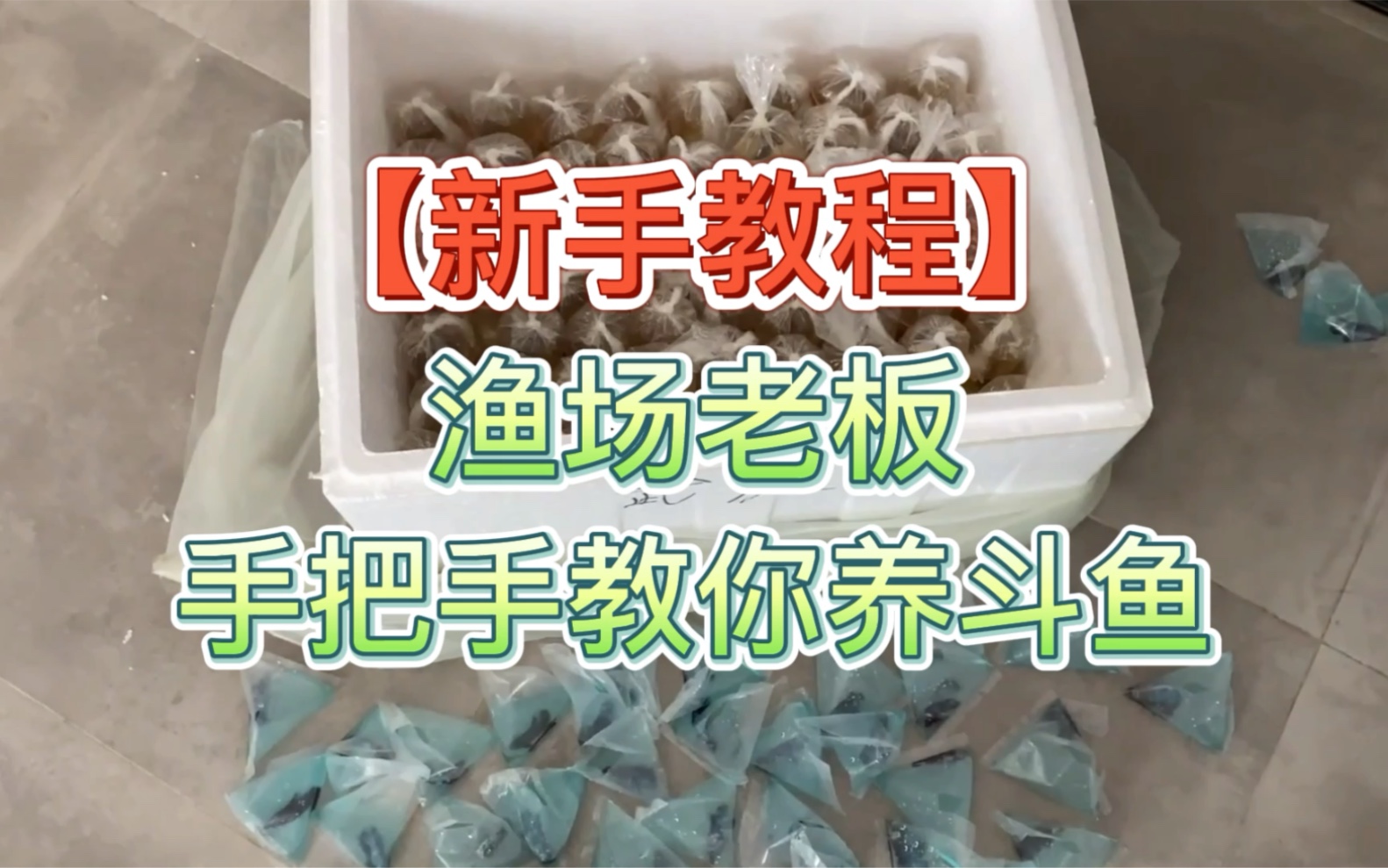 【新手教程】手把手教你养泰国斗鱼,斗鱼的日常饲养方法哔哩哔哩bilibili