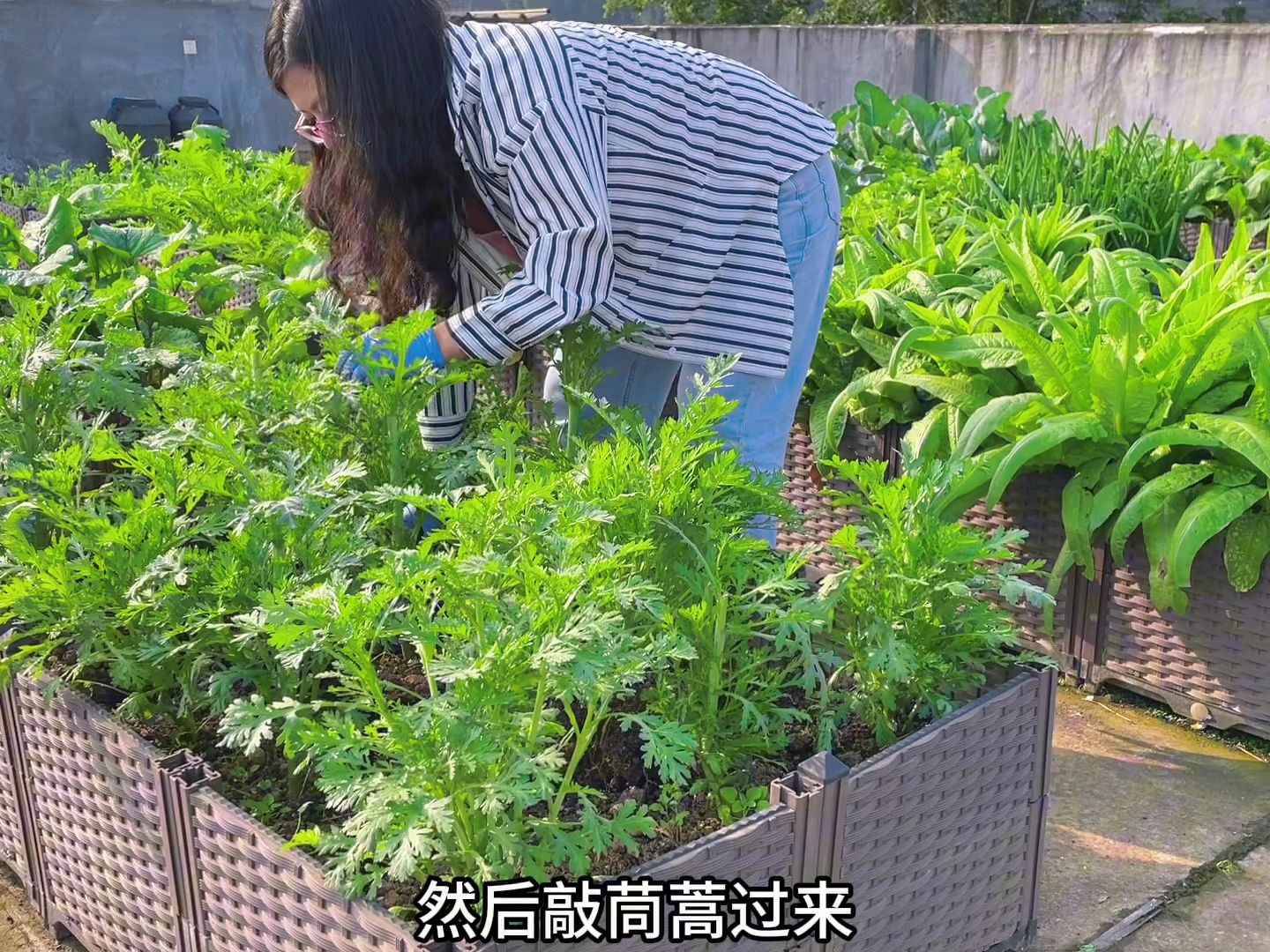 小菜园移植茼蒿大苗要想成活率高,一定要做好以下几点,值得收藏哔哩哔哩bilibili