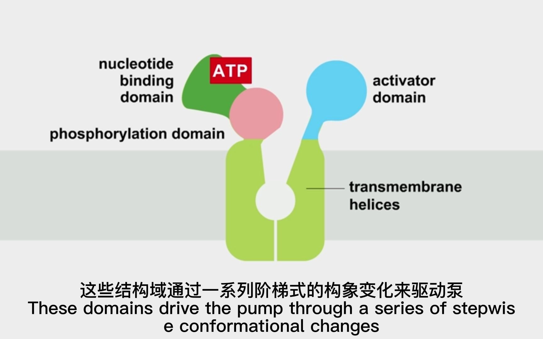 钙泵的转运过程细胞生物学动画【中英字幕】哔哩哔哩bilibili