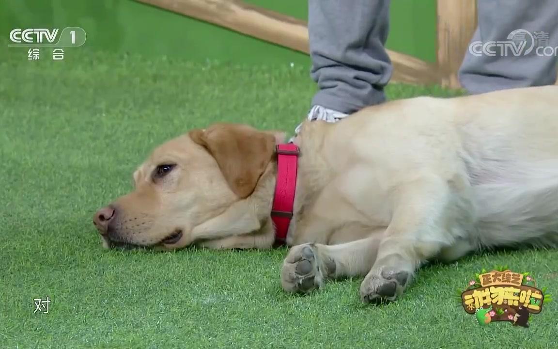 正大综艺动物来啦导盲犬比起沿途的诱惑我更想护你周全