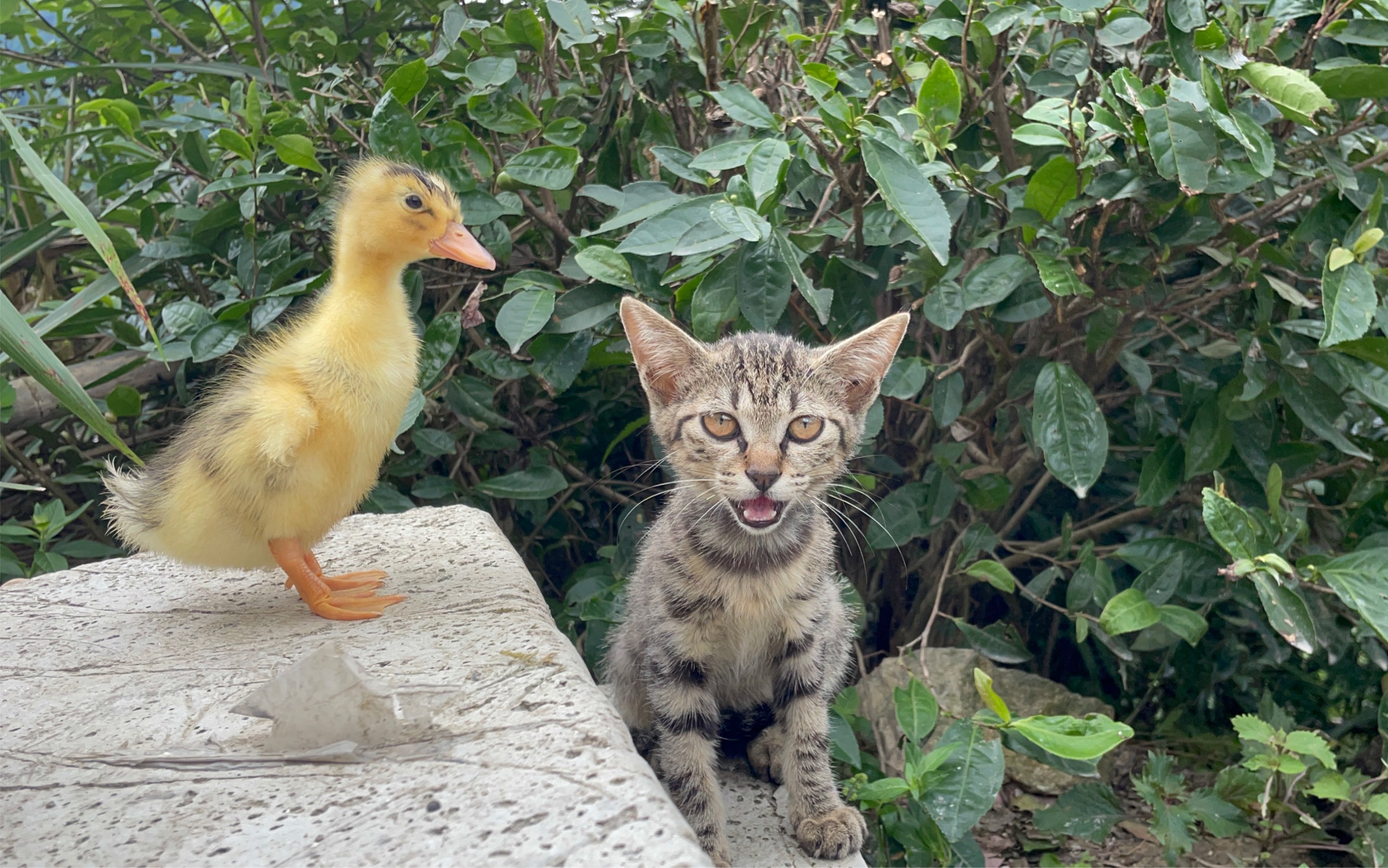 茶园有一只彪悍的小番鸭