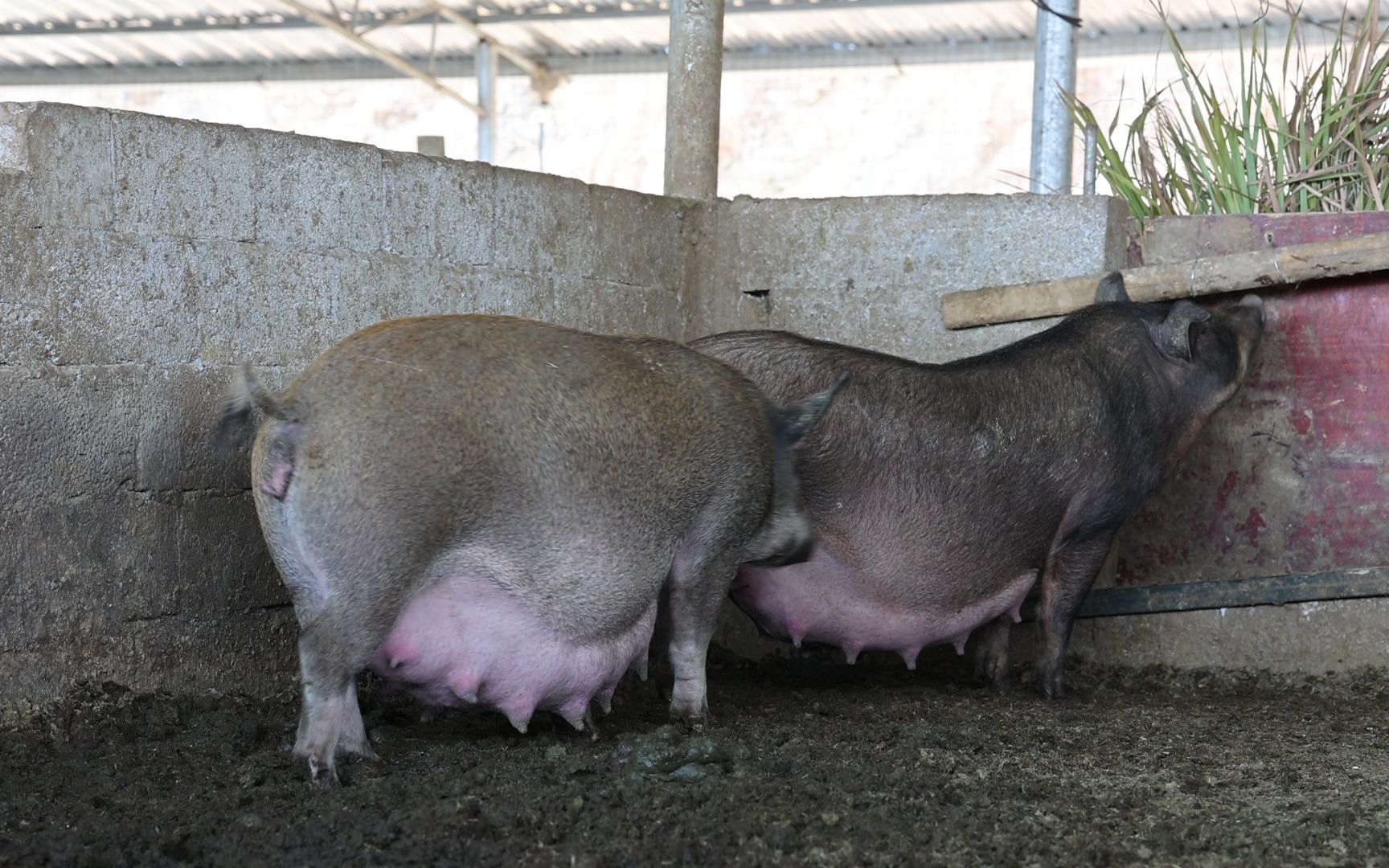 活动  这两头母猪要生了,兄弟俩割来一堆茅草做铺垫,好期待生多少头