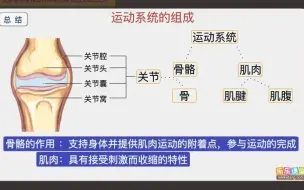 16. 运动系统的组成