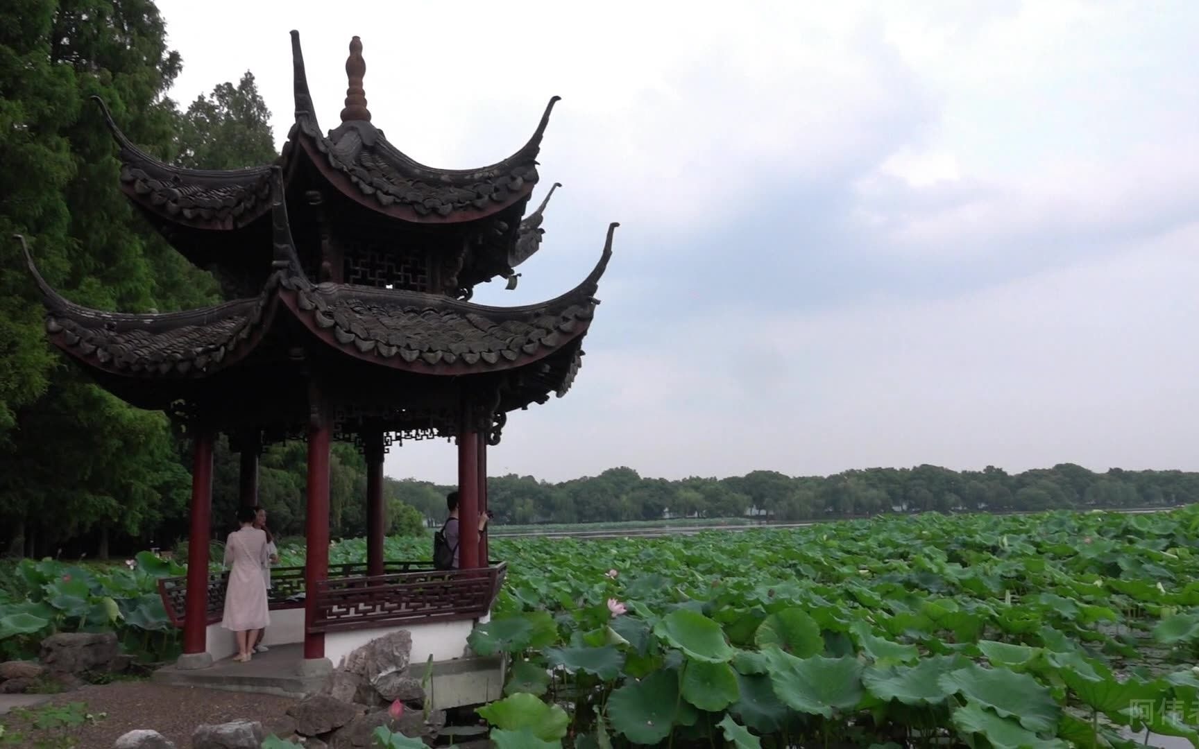 杭州西湖麴院風荷湛碧樓,卓穎舫,風荷區