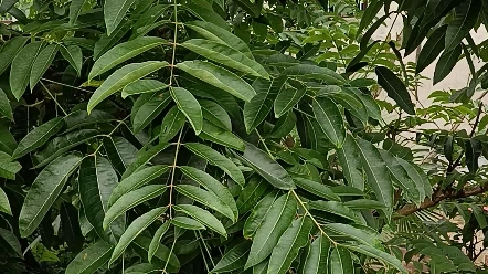 家门口大椿树
