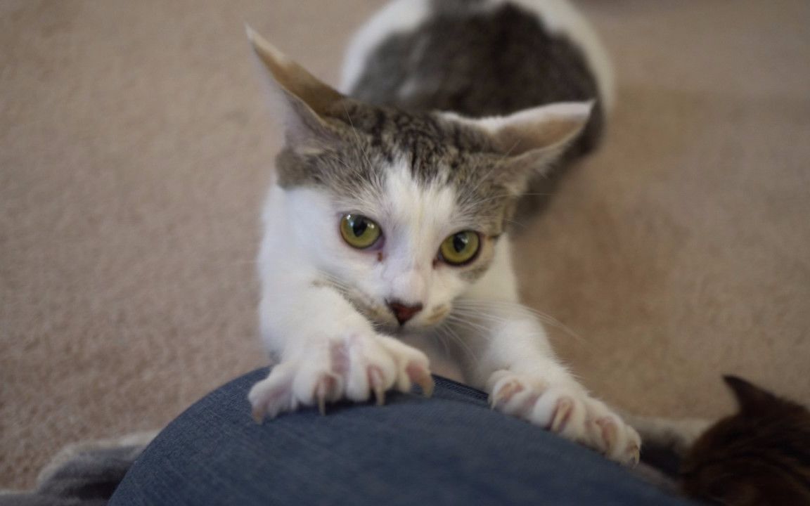 【kitten academy】奶猫近距离日常:第一次4k画质录猫片_哔哩哔哩