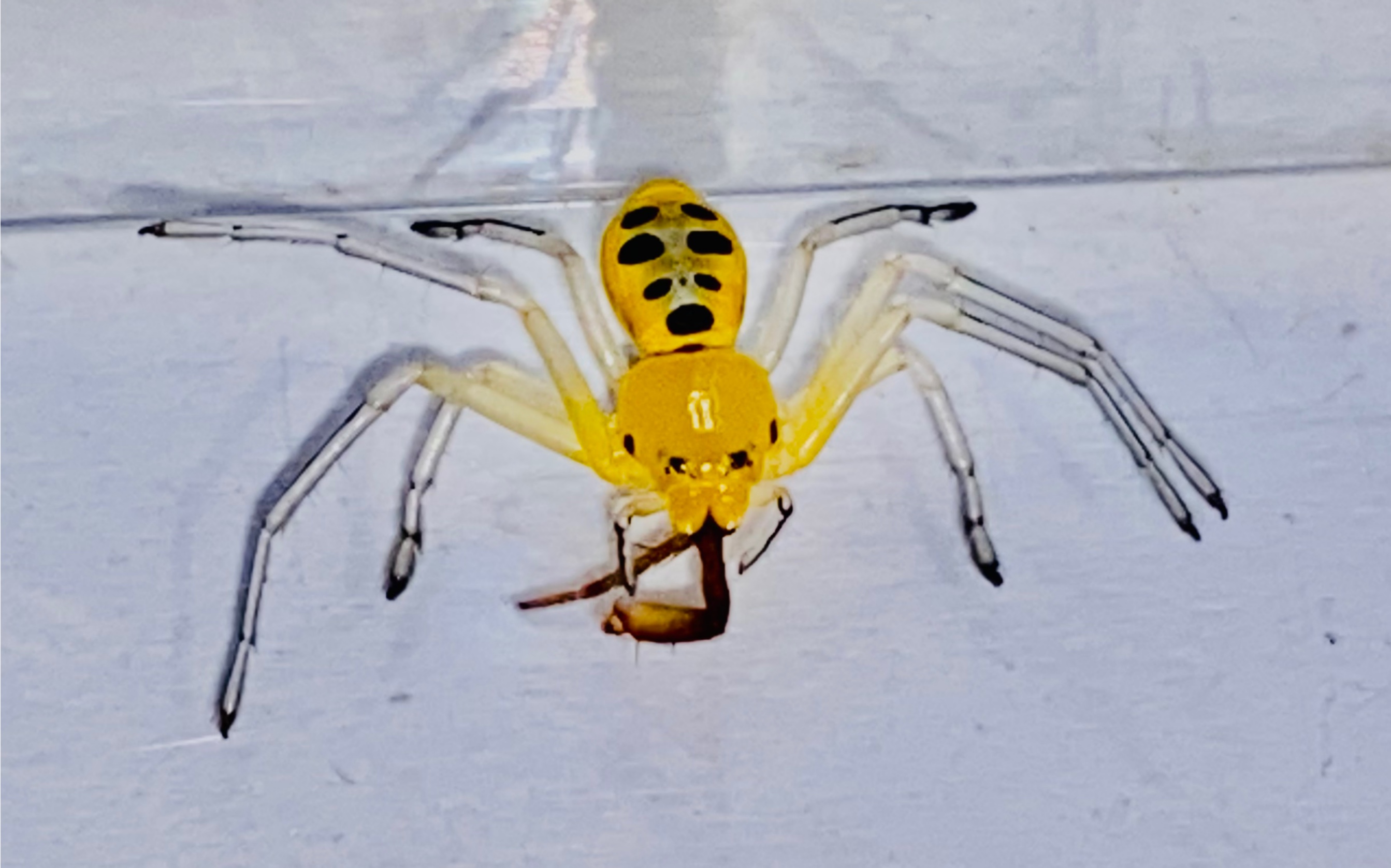 「八斑板蟹蛛」糖果般的食蛛者