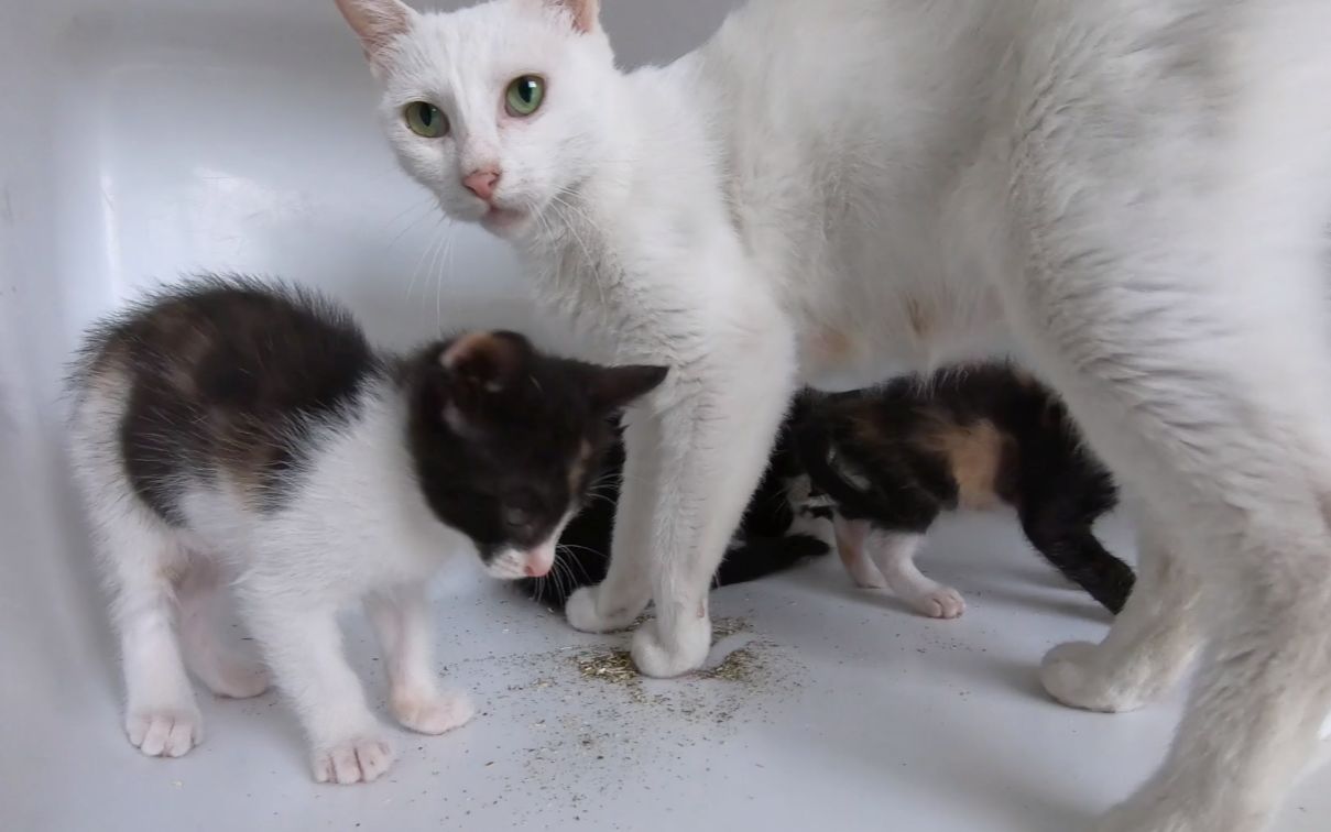 猫妈妈带一群小奶猫吸食猫薄荷,场面逐渐失控