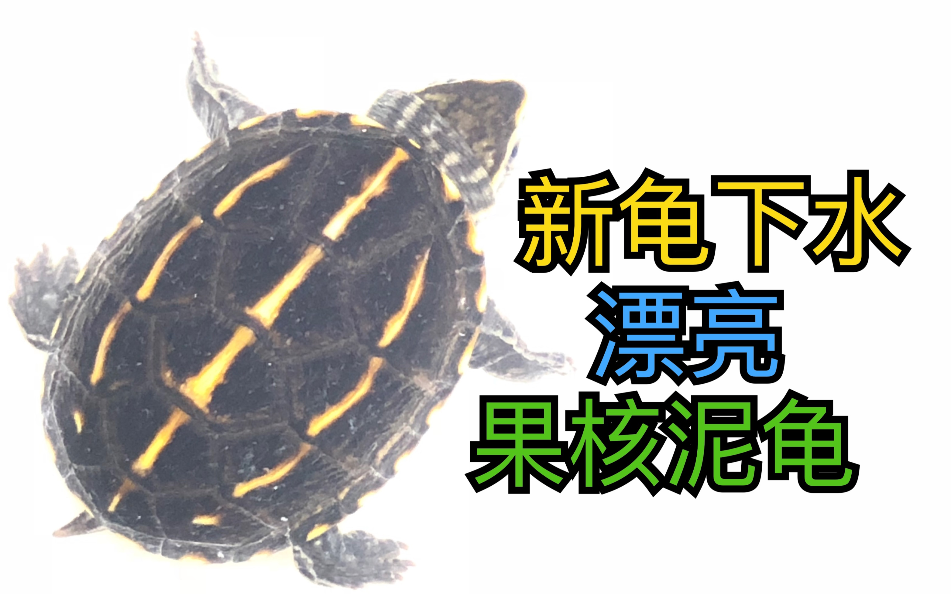 活动作品新龟下水果核泥龟20200701