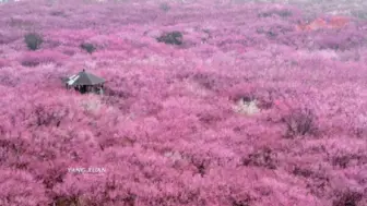 相约枝江，一起去繁花里“大醉”一场 宜昌枝江梅园盛开