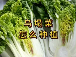 Download Video: 乌塌菜什么时候种植口感最好