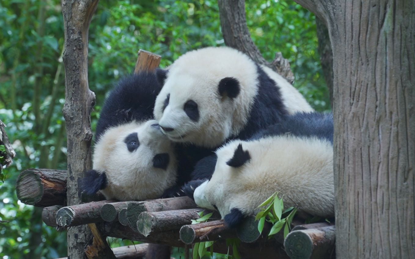【大熊猫和花】夏日午休,花主任永动机模式,狠狠教育二狗与和叶#大
