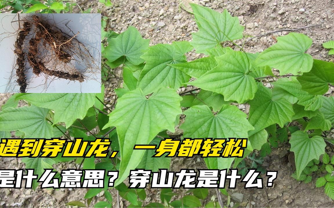 穿山龍功效與作用(穿山龍的功效與作用解析)