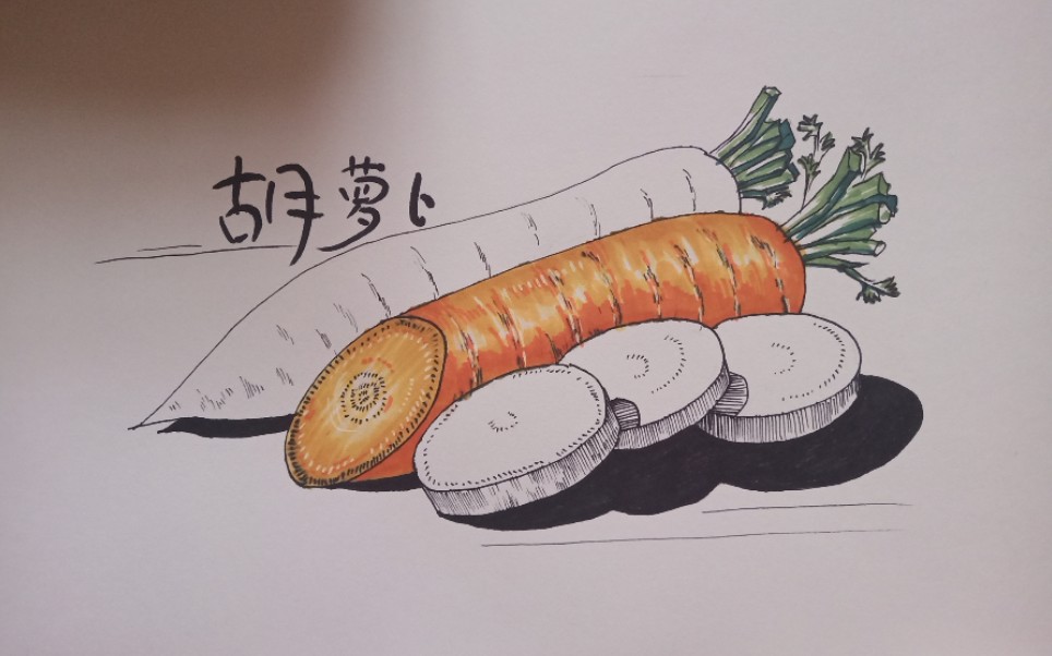[线描]胡萝卜(上)