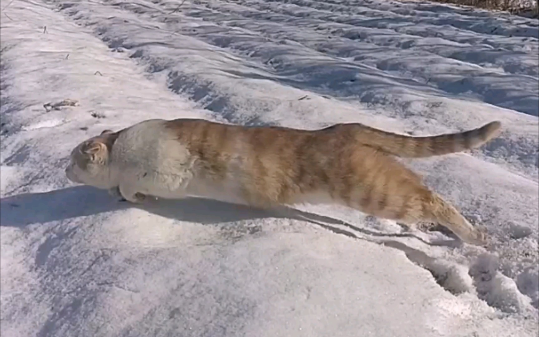 [图]田园功夫猫，雪地捕猎演练表演