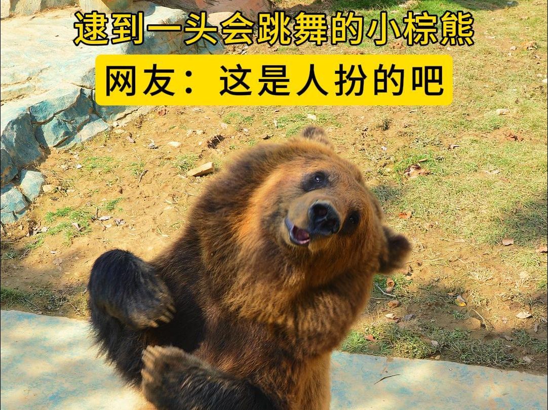 熊:everybody嗨起来!你就说我是不是全场最佳?哔哩哔哩bilibili