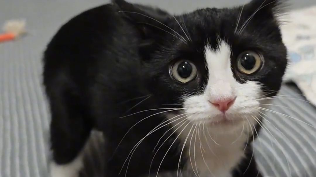 猫越怪，人越爱！