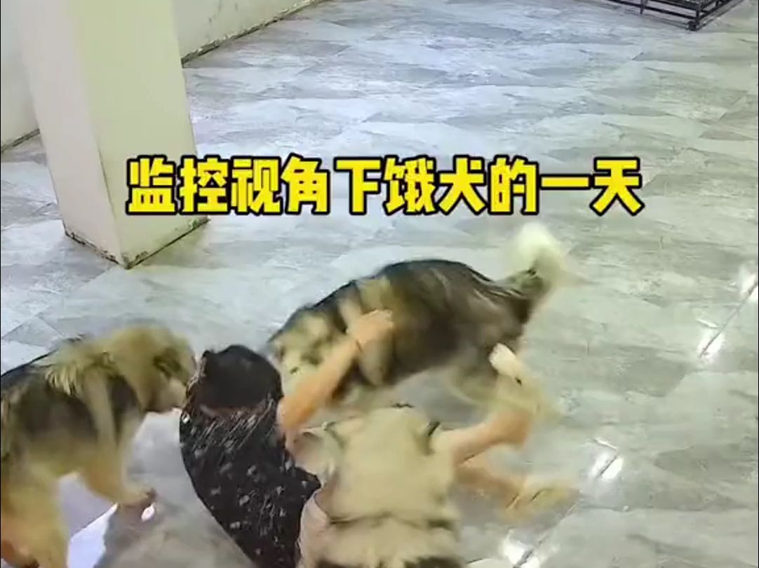 监控视角下沉浸式体验养饿犬的一天哔哩哔哩bilibili