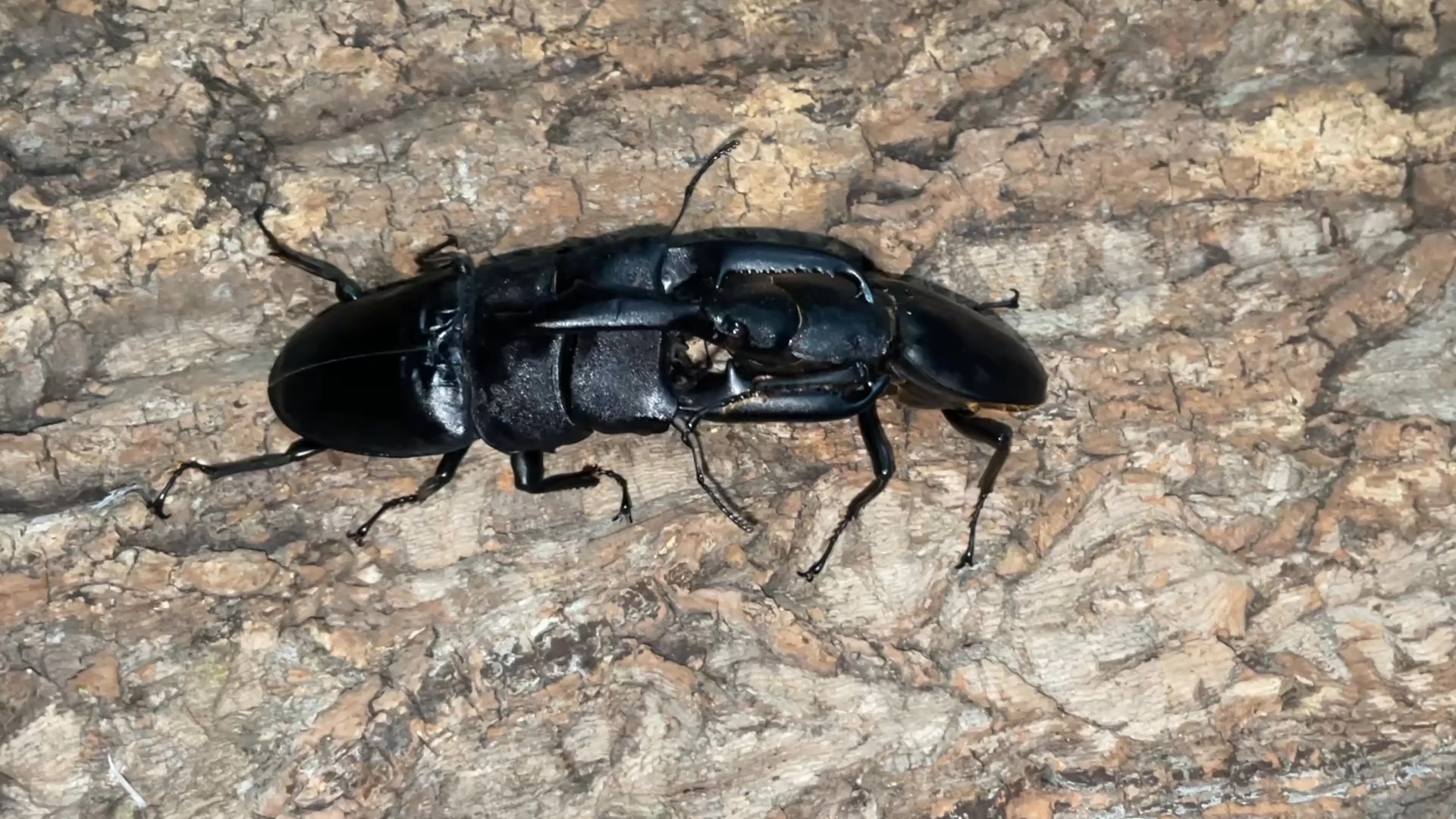 101佩伦苏拉威西巨扁 vs 105.5巴拉望巨扁