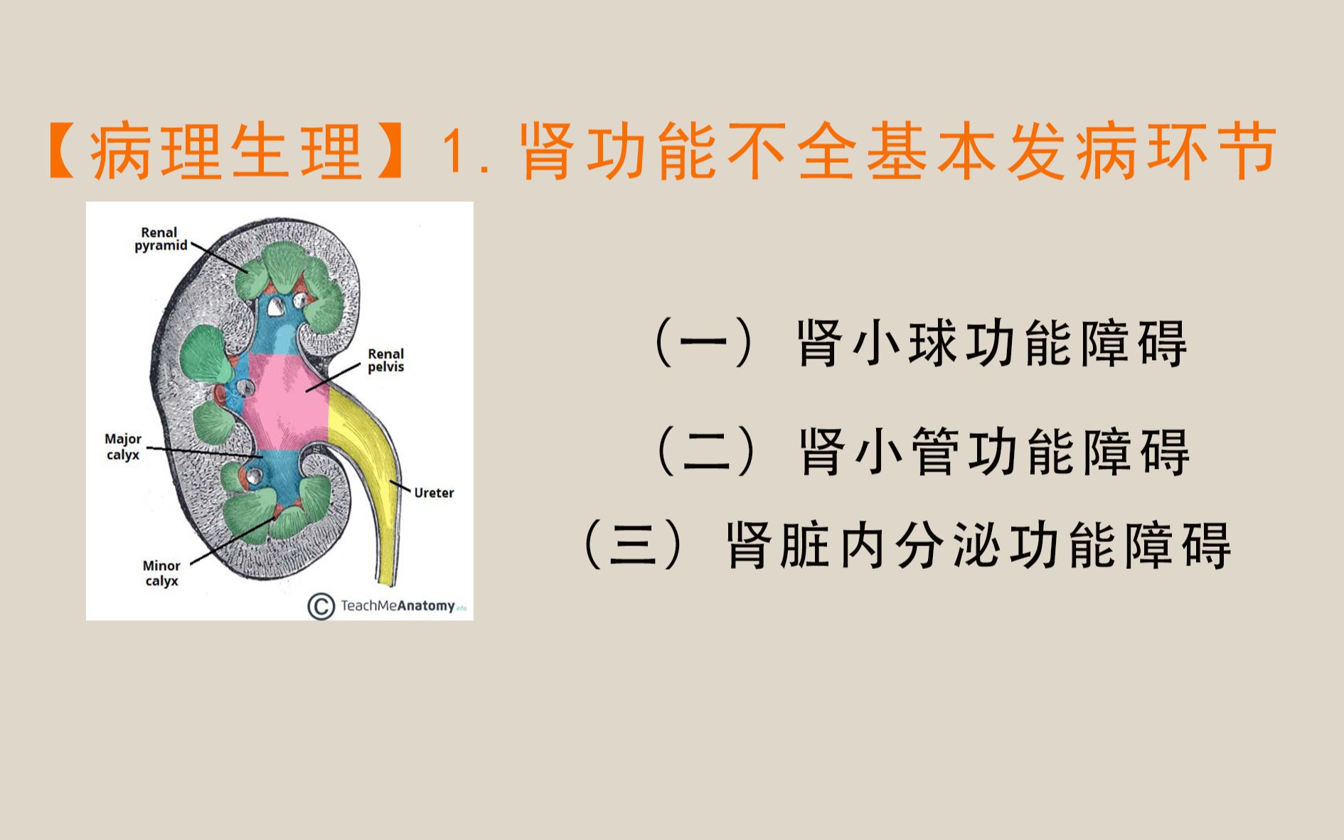 【病理生理】1.肾功能不全的基本发病环节肾性高血压、肾性缺血、肾性骨营养不良、血尿、蛋白尿、多尿哔哩哔哩bilibili