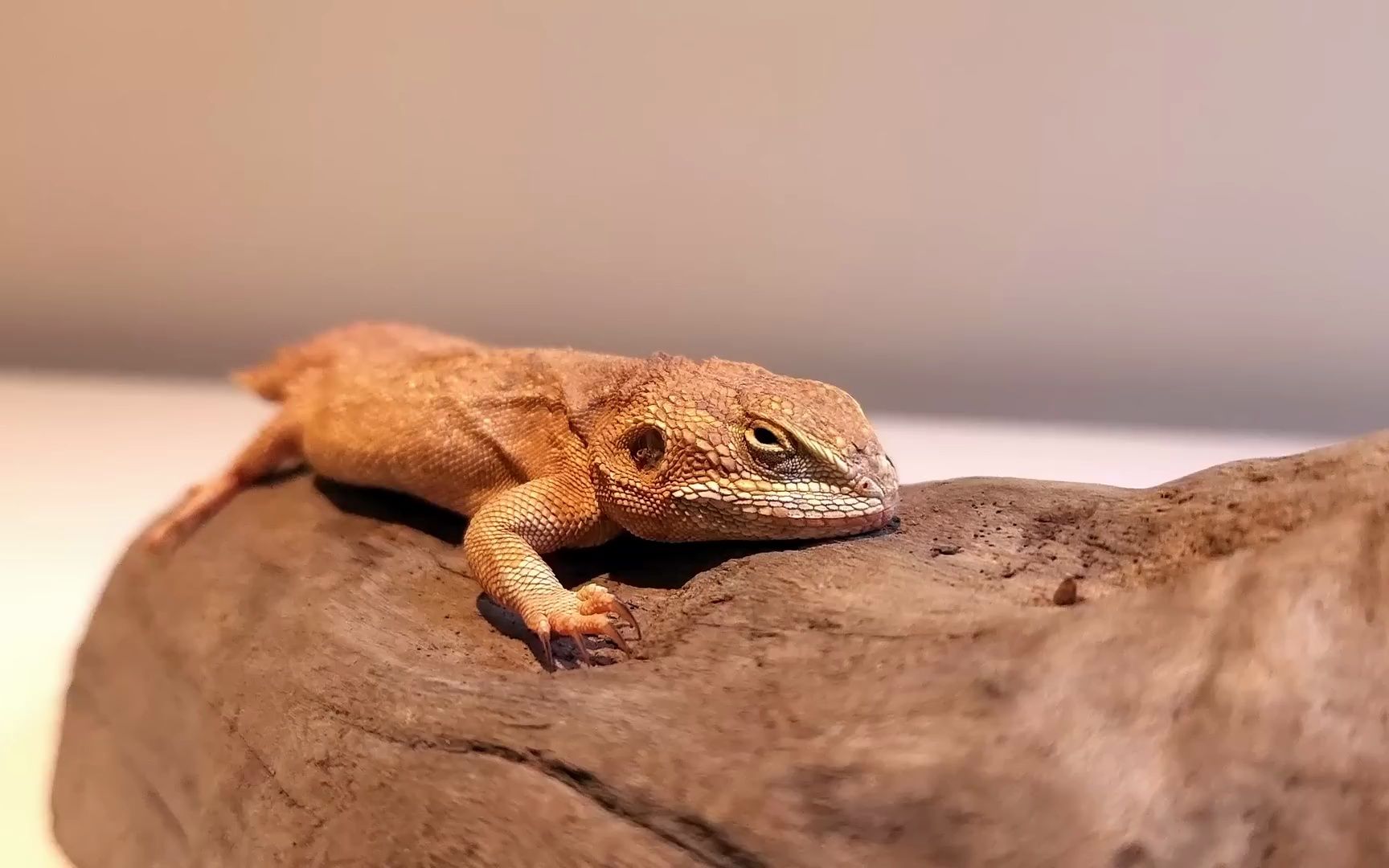 世界上最小的蜥蜴 l 制作沙漠生态系统坦克 l 海龟是掠食者吗?