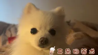 小狗的自动感应耳朵