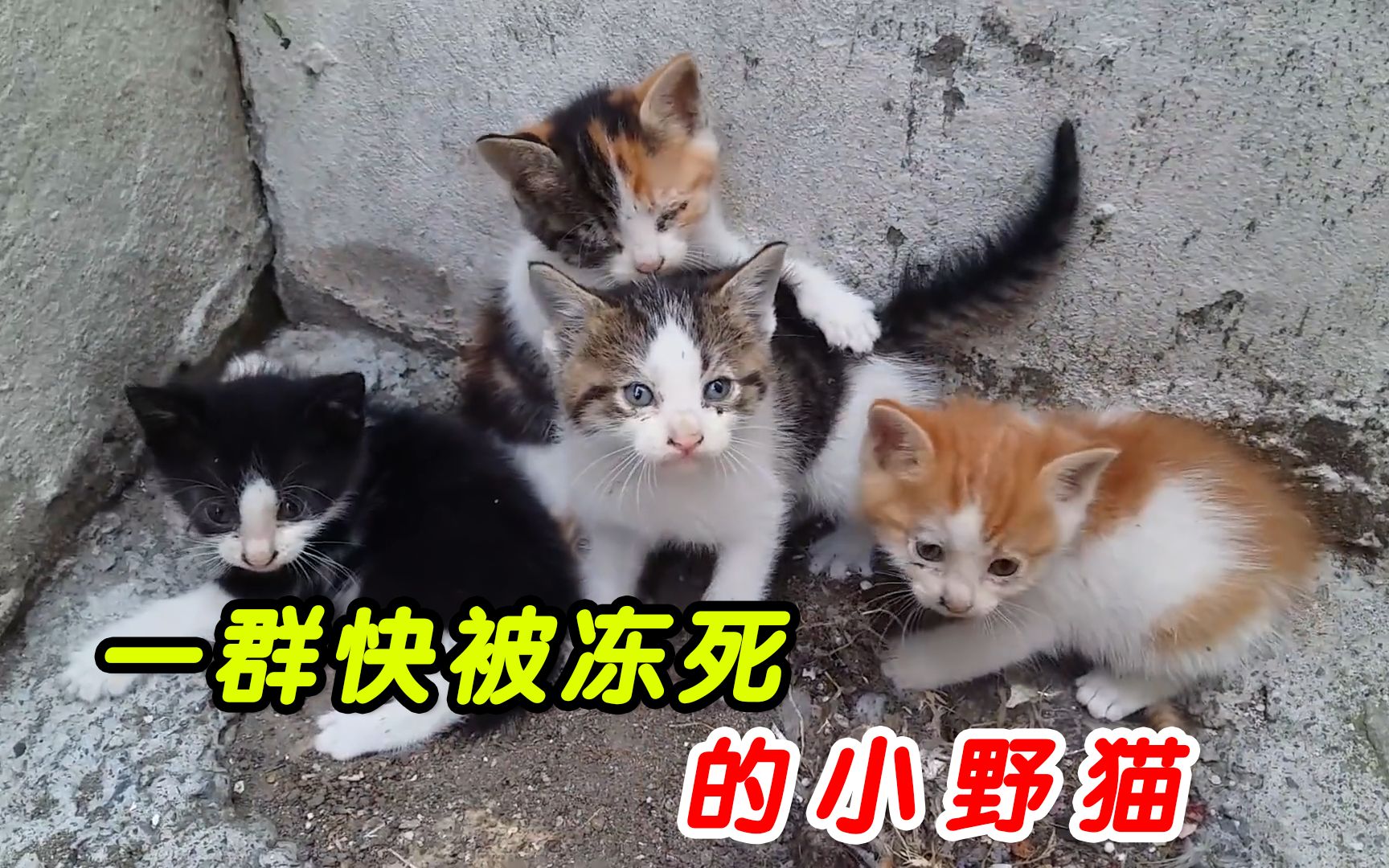 [图]一群快被冻死的小流浪猫，猫妈妈已失踪，幸亏遇见好心人救助