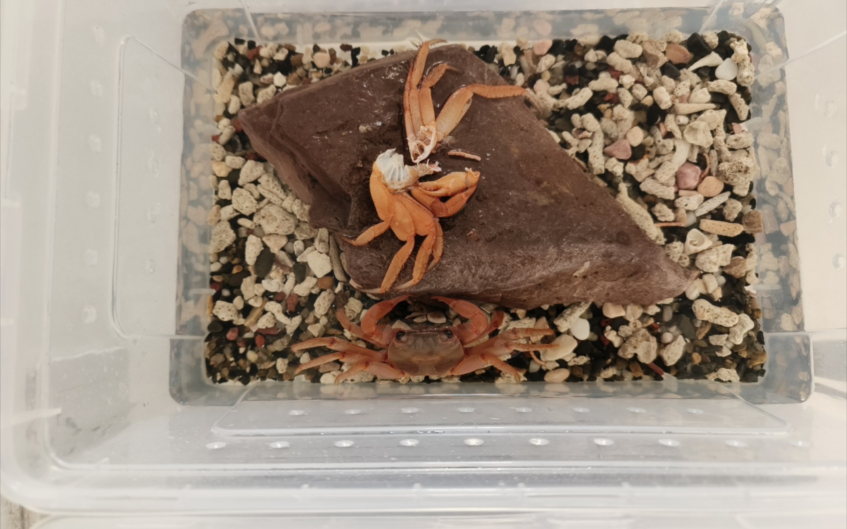 斯氏陆方蟹蜕壳