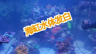 Descargar video: 蛋分漏泡的第二天，海缸水体发白