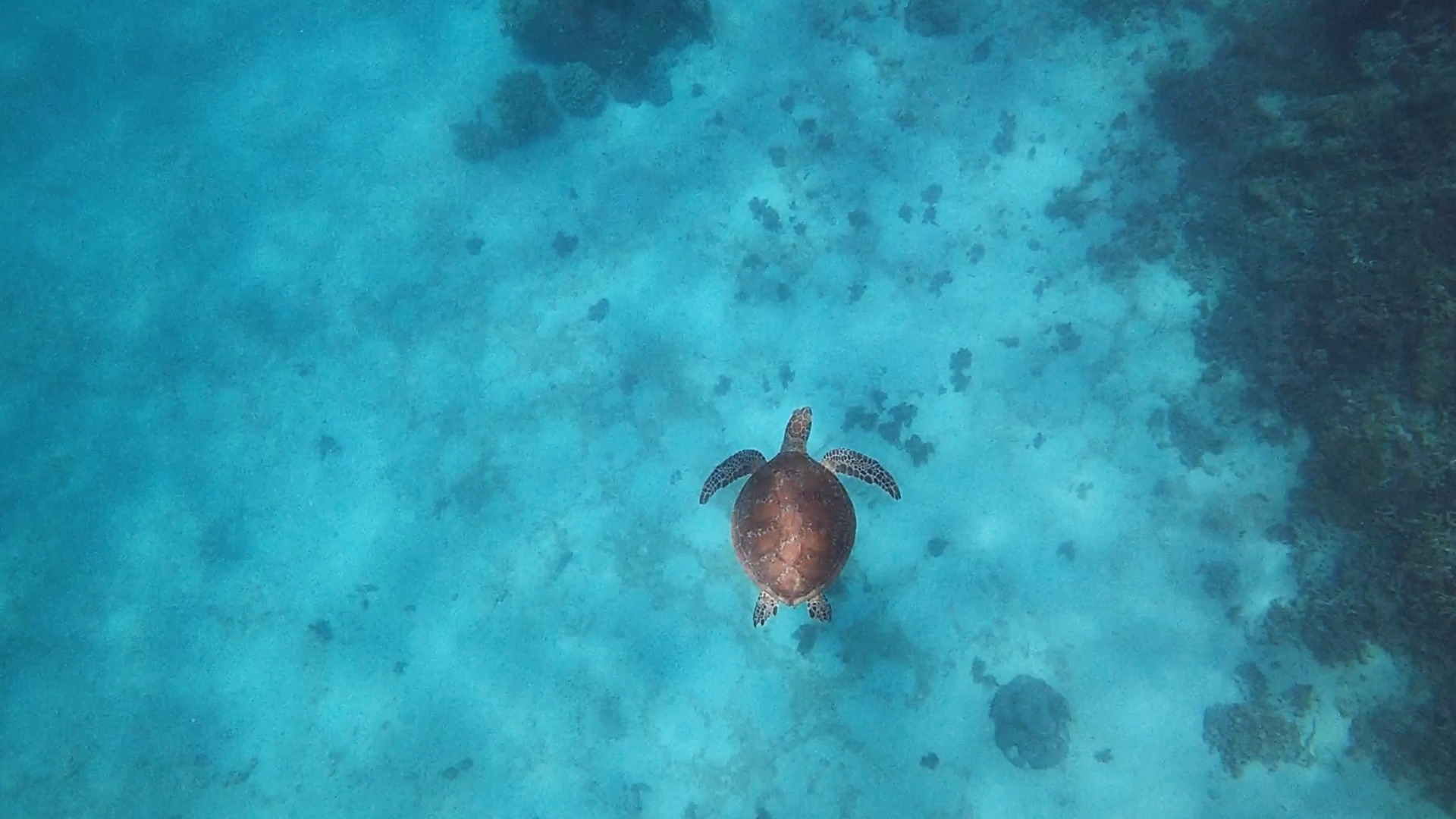 大堡礁浮潜:邂逅绿海龟,爱上潜水