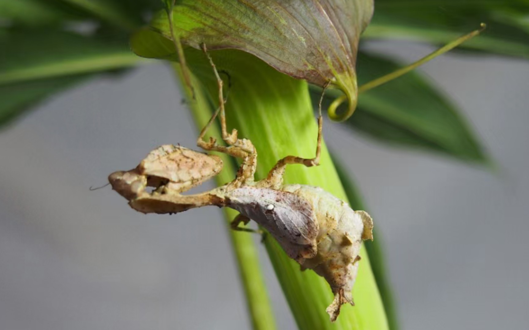 多米尼加冠螳开箱