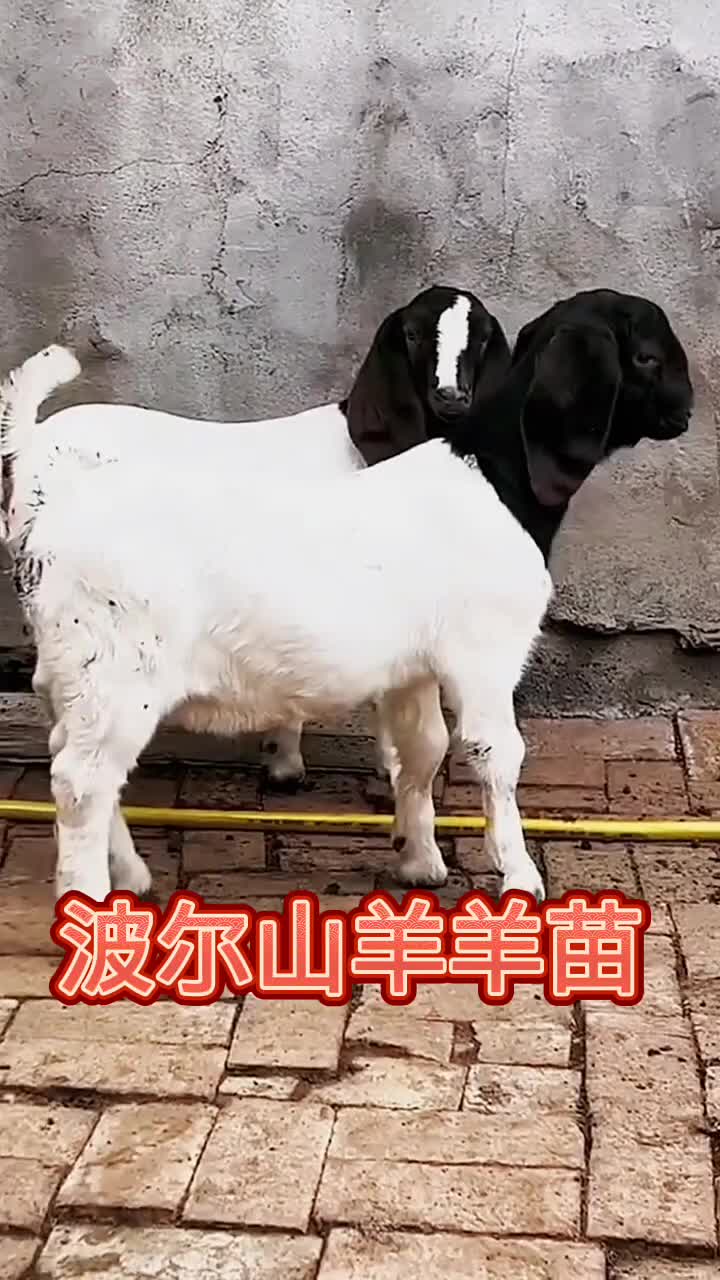 最新视频上线,求关注!