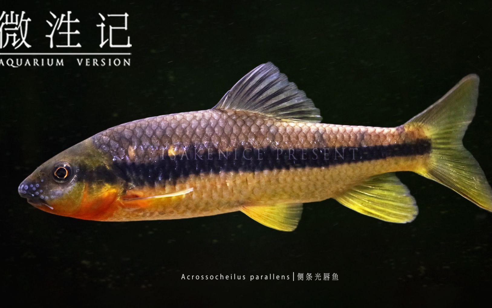 【微泩记160】奋武扬威:侧条光唇鱼