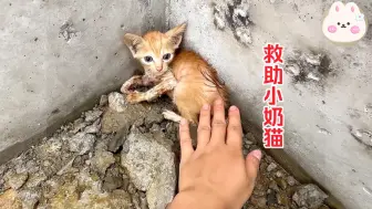 Download Video: 淋了一夜暴雨的猫咪遇到了善良的小姐姐，好在结局很是温暖！