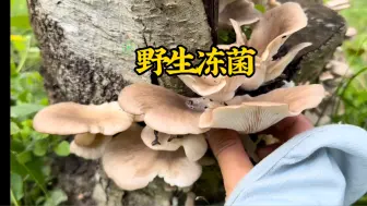 Tải video: 发现一根长满了冻菌的树桩！坐着扯两分钟，收获满满一篮！