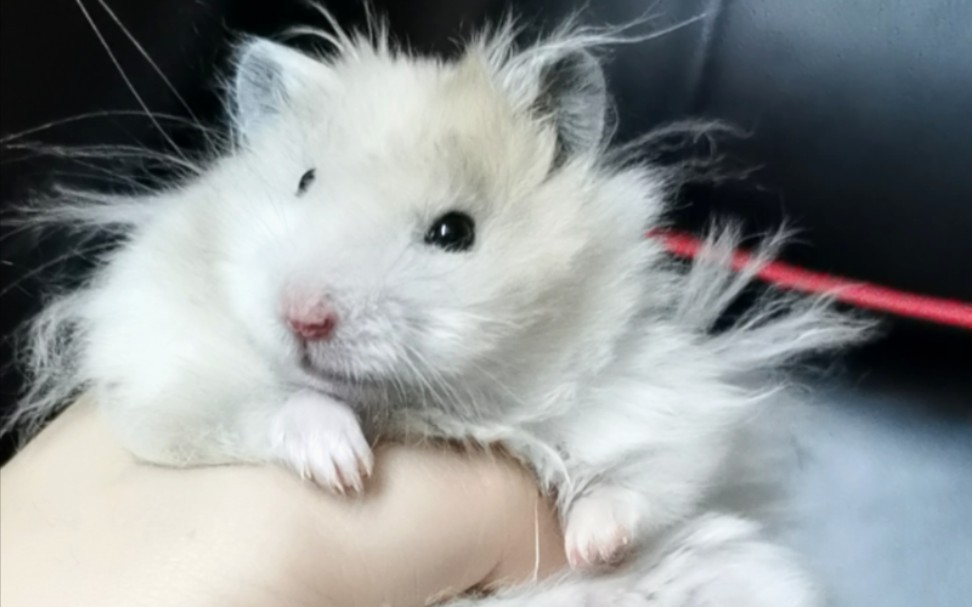 活动作品金丝熊你们的小仓鼠也炸毛吗