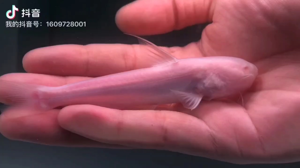 极其稀有的白子蓝绞鲸(cetopsis coecutiens)