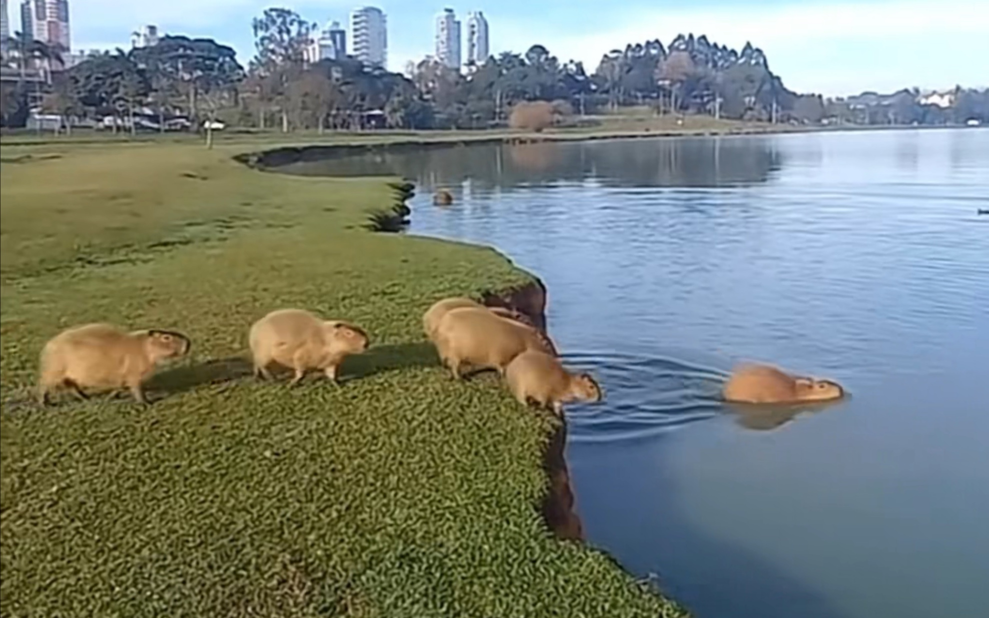 豚子吃好玩好回家了!