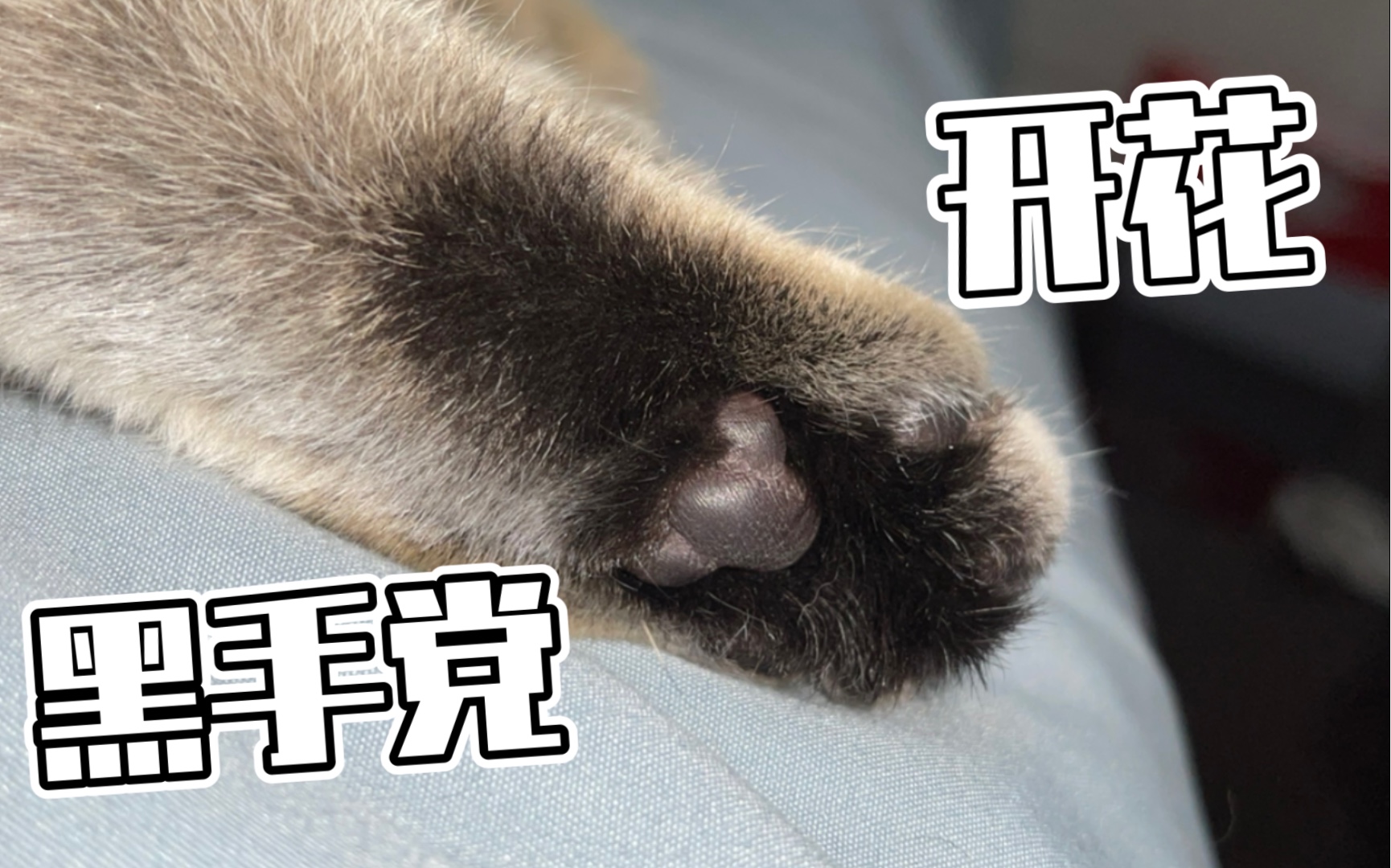 据说这样搓搓猫咪的脚脚会开花?