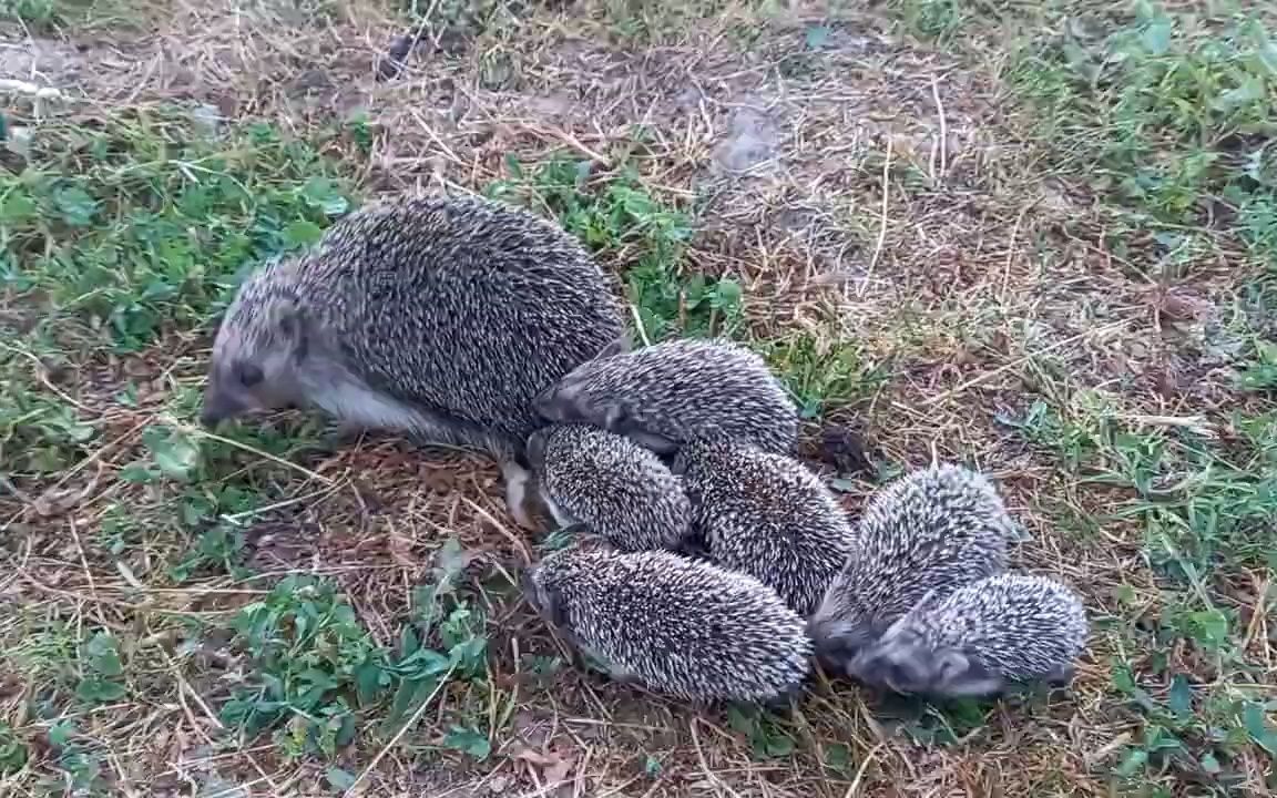 [图]刺猬妈妈“遛小孩儿”