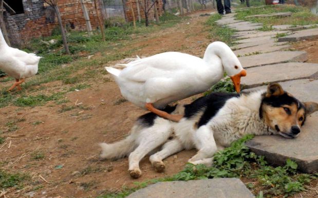 狗狗和大白鹅打架,到底谁更厉害?