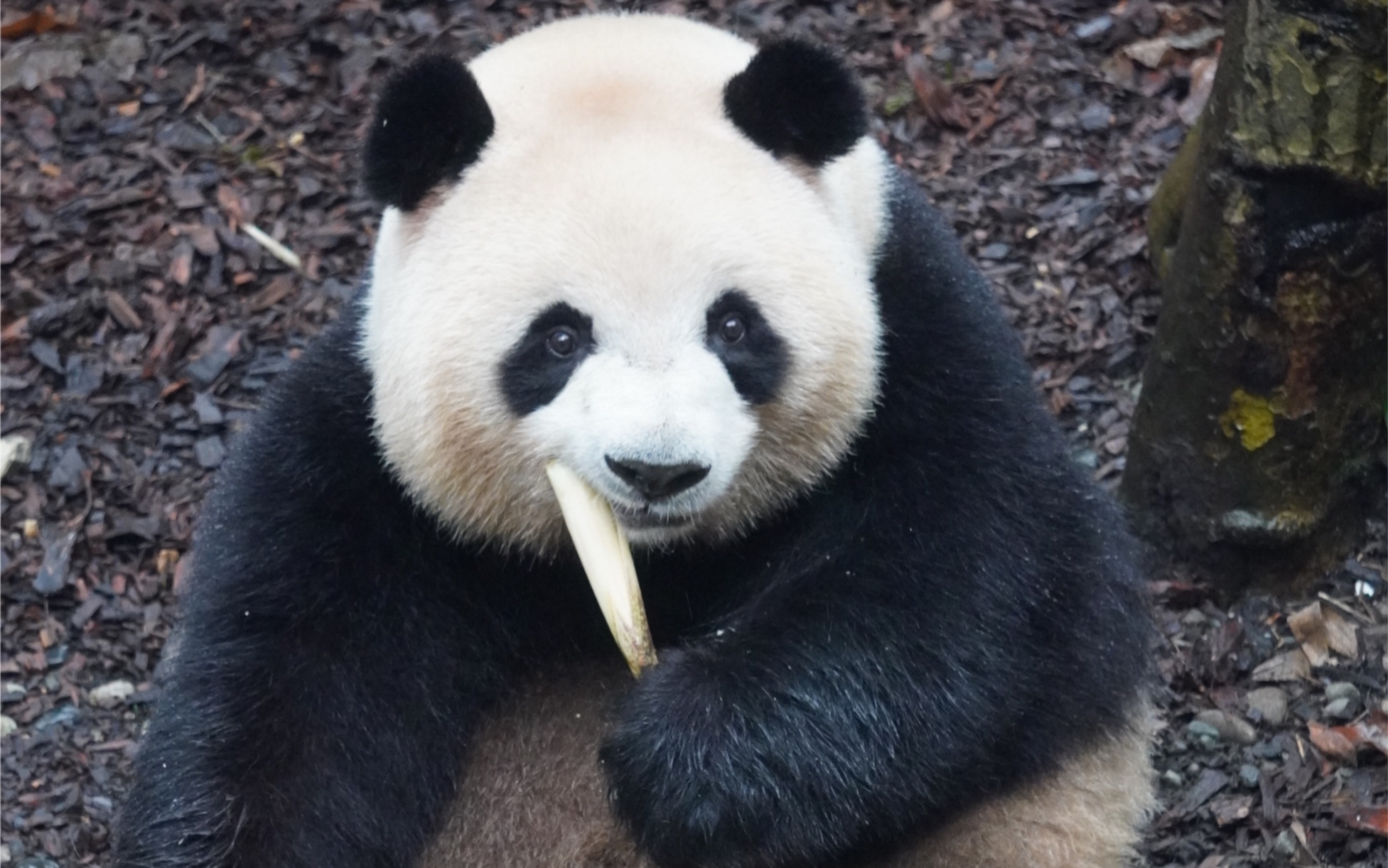 【梅兰肉肉】【大熊猫梅兰】肉姐吃播这个姿势,亲妈们可以试试哦!