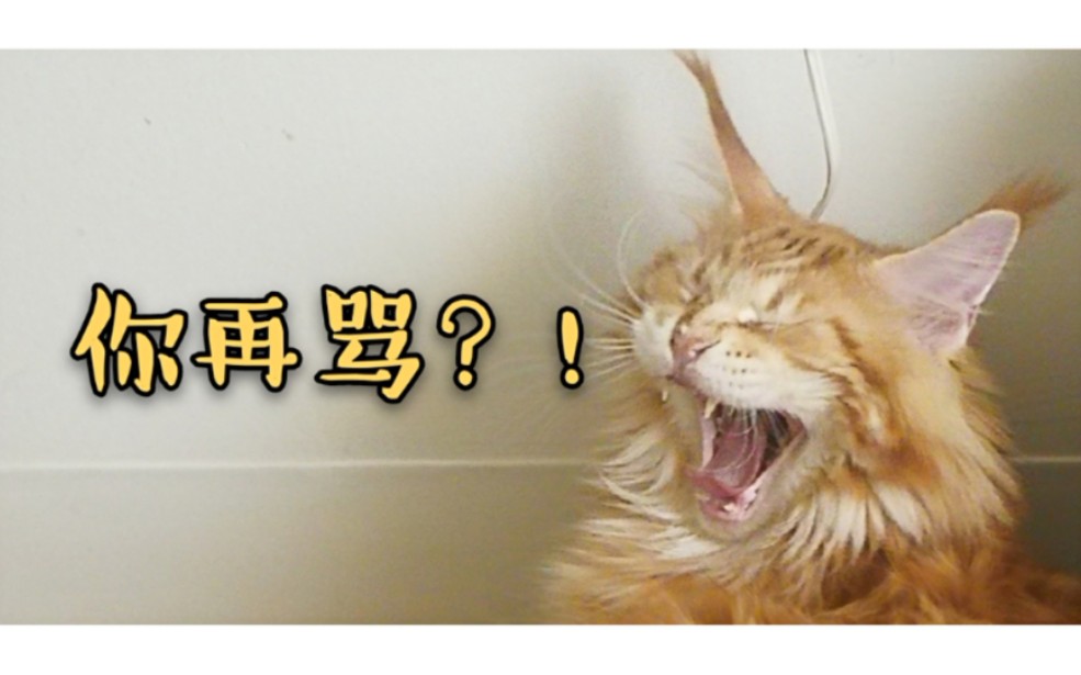 缅因猫叫声密集版当过敏性鼻炎患者遇到长毛猫缅因